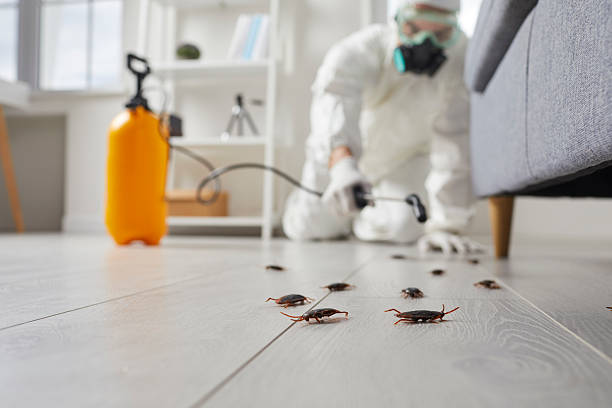 Commercial Kitchen Cockroach Control in Hurricane